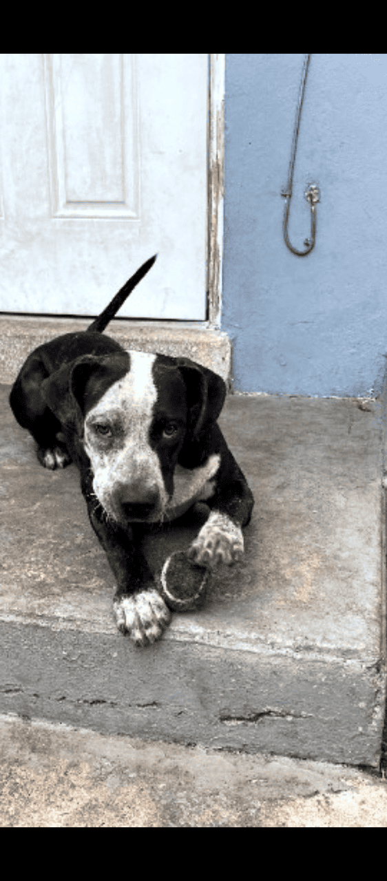6 month old rescue puppy.. crazy lovable lap dog y image 1