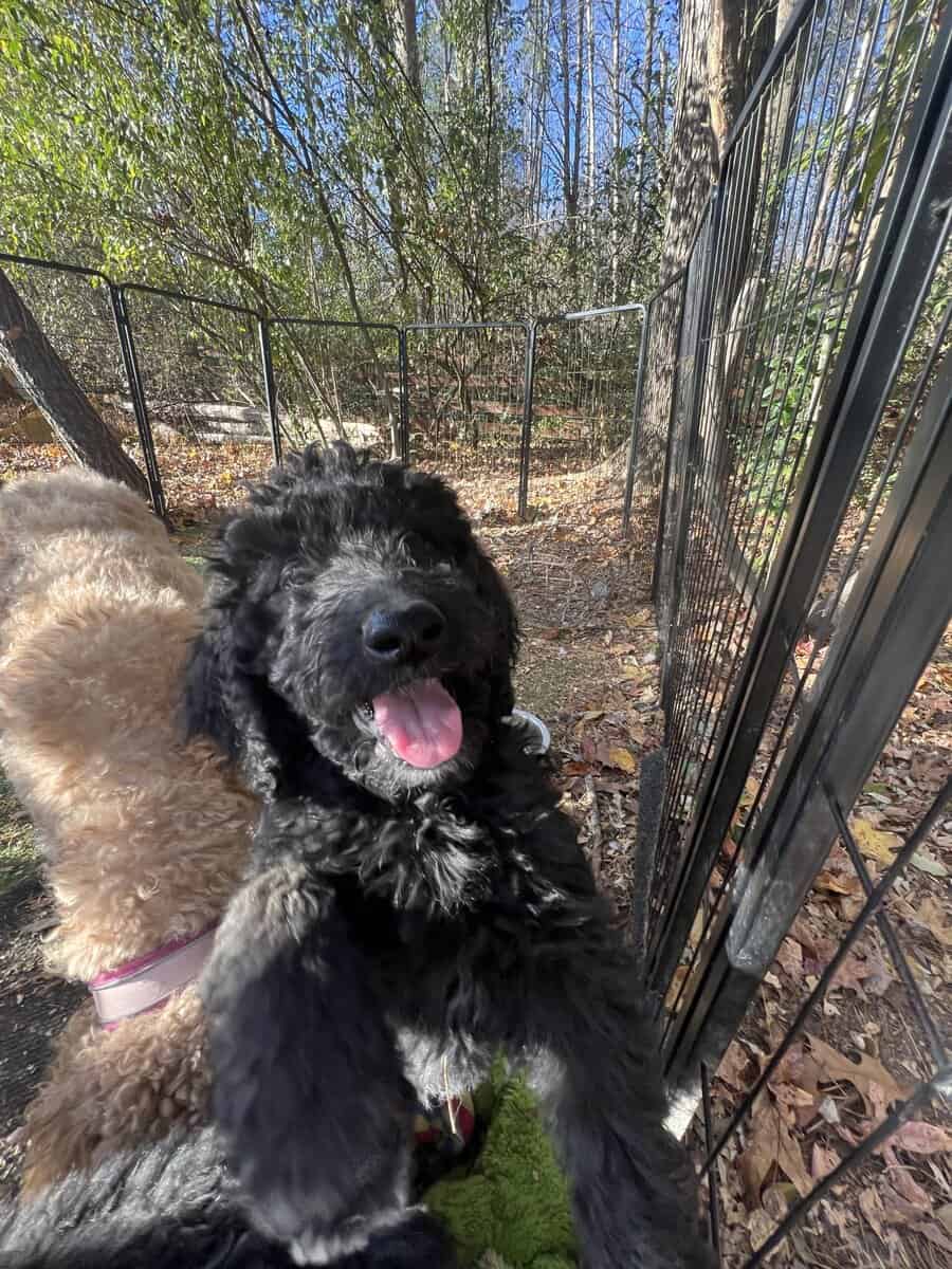 Goldendoodles girl puppy (medium) image 2