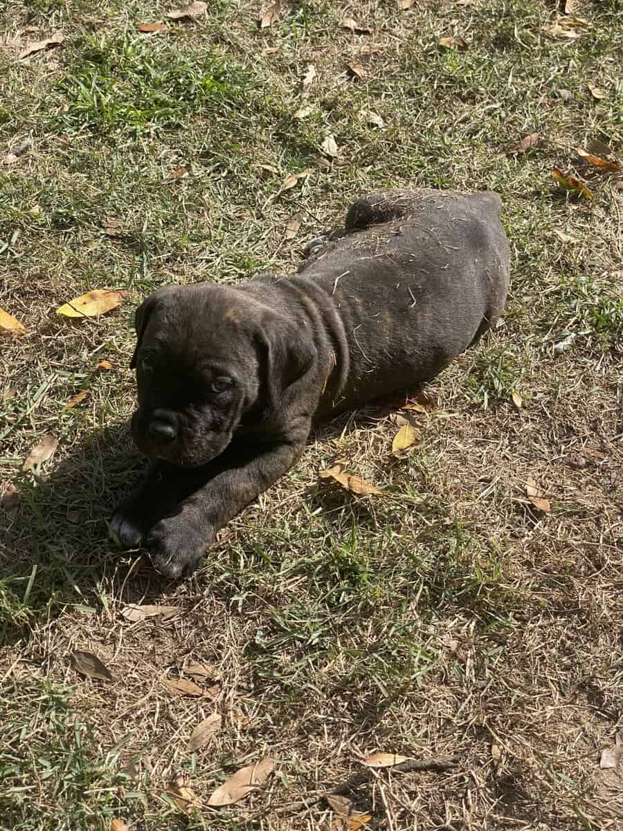 Cane Corso Puppies image 4