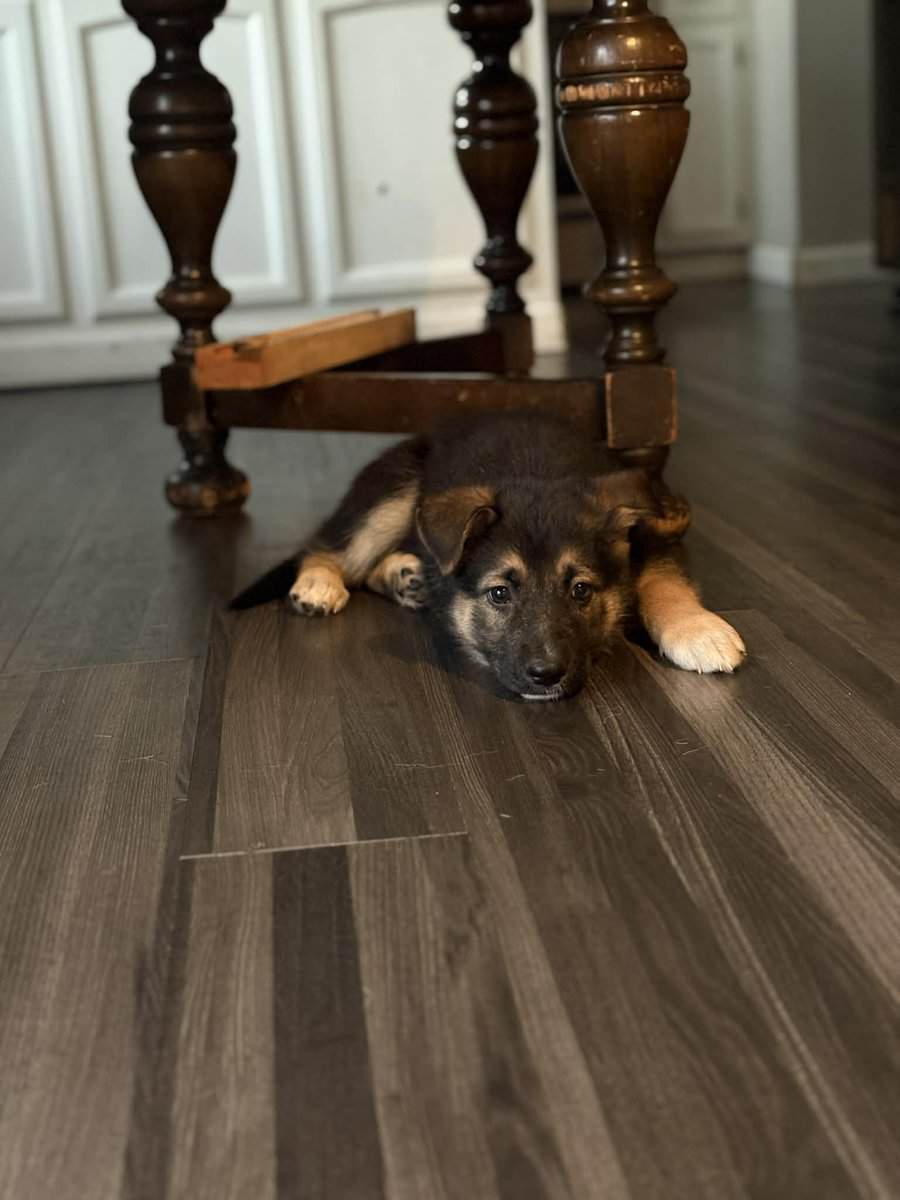 German Shepherd image 2