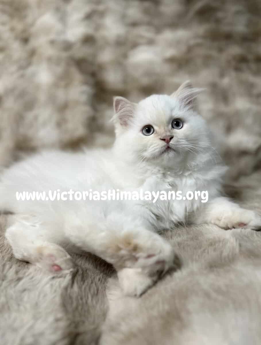 Himalayan Kittens image 1
