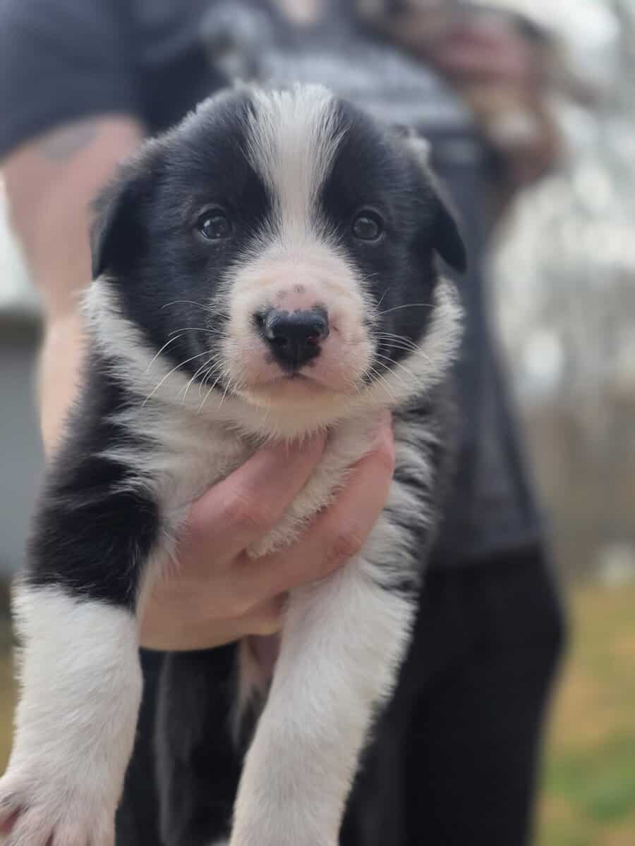 ADORABLE Puppy ready for you! image 1