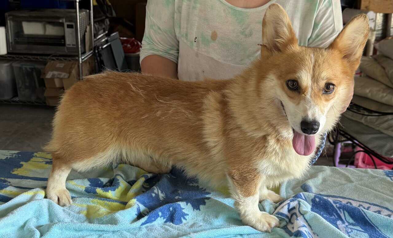 2 yr. Pembroke Welsh Corgi image 1