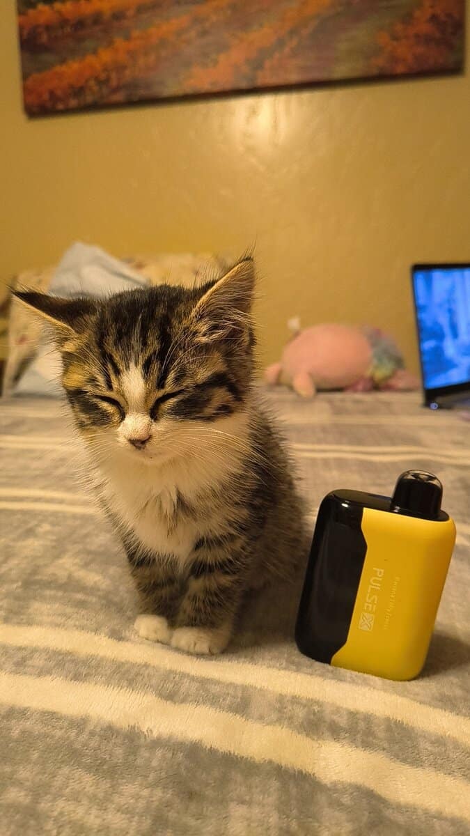 Rehoming 5-6 week old kitten image 6