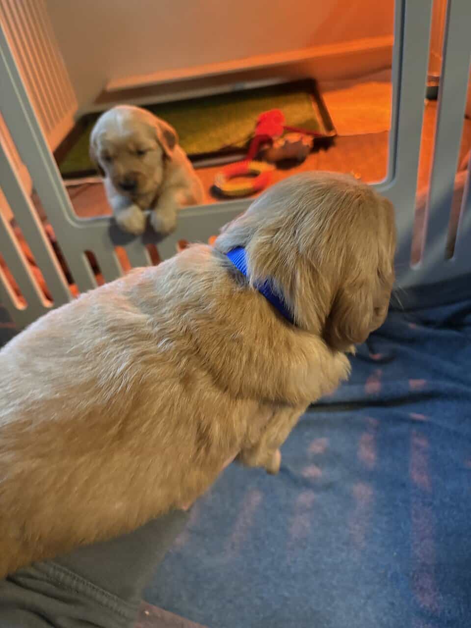 GOLDEN RETRIEVER image 6