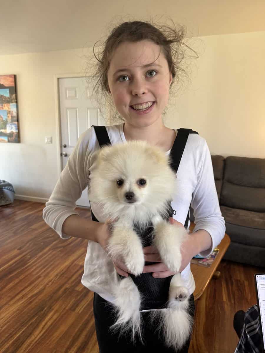 Gorgeous cream/white male pomeranian puppy image 4