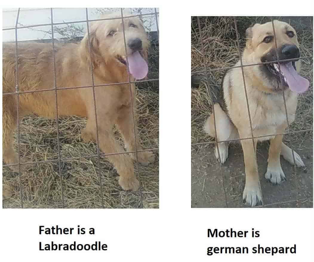 Available for adoption image 2