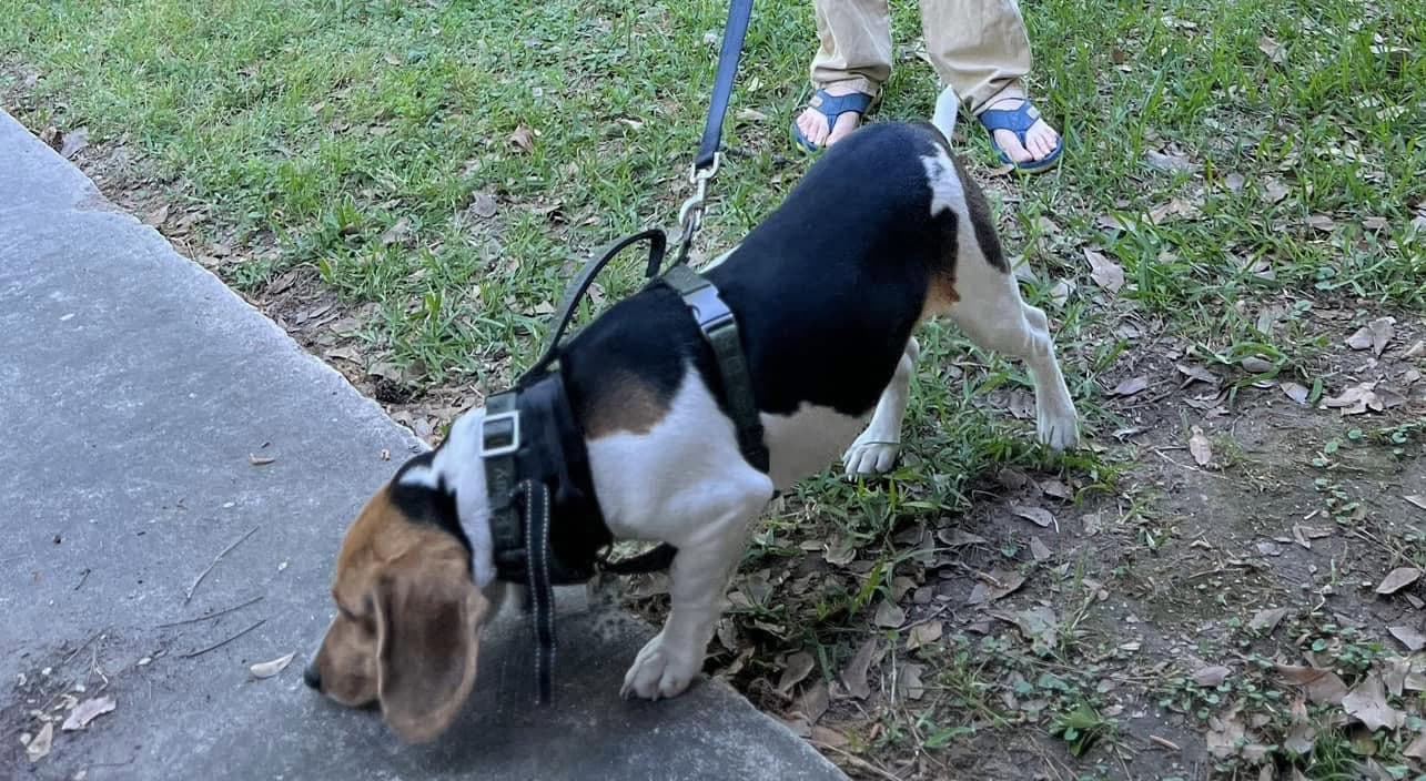 3 YO Adult Male Beagle - Not Fixed image 1
