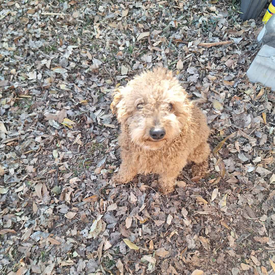 King ( miniature Poodle) image 5