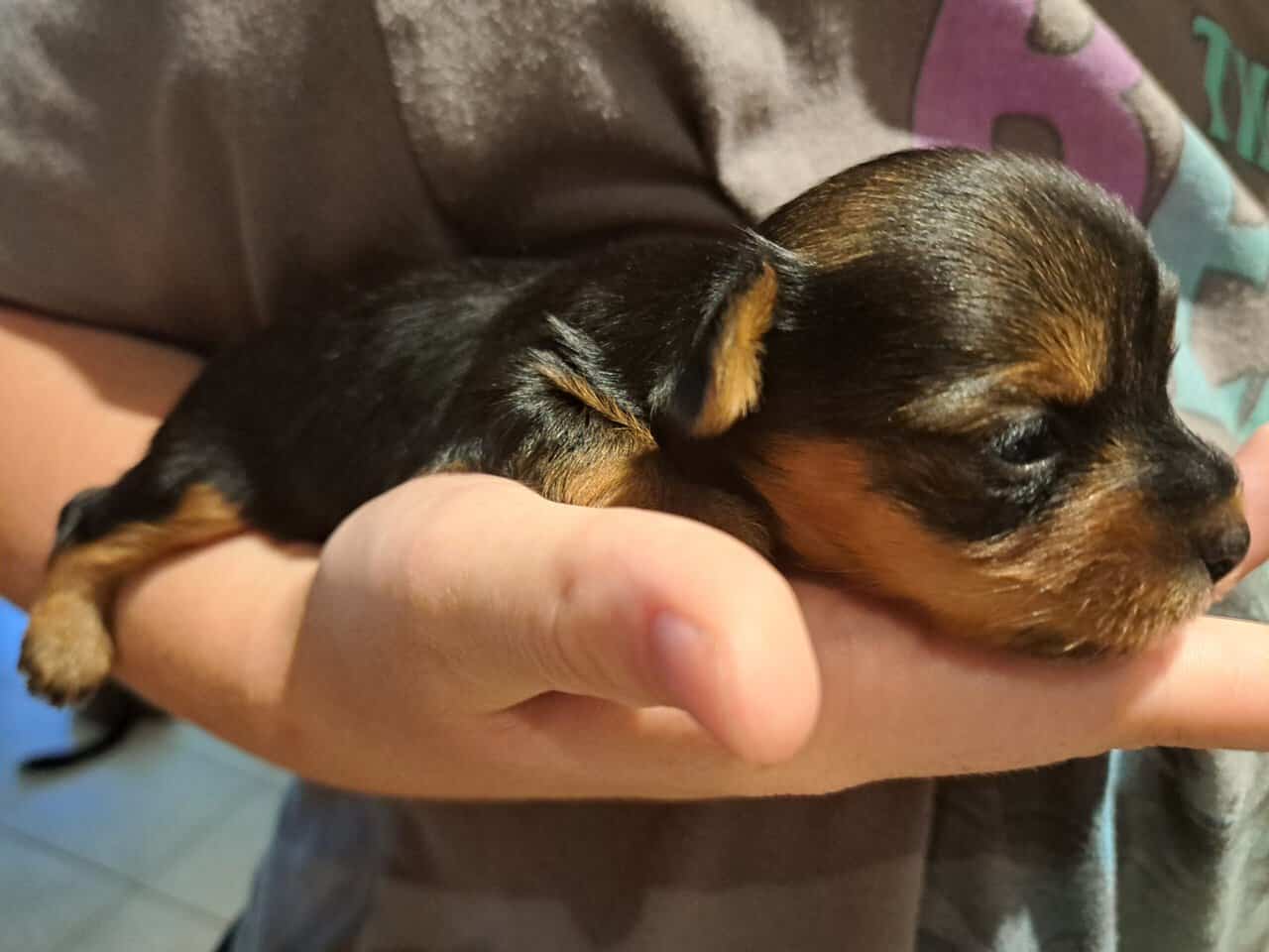 Yorkie Puppy image 6