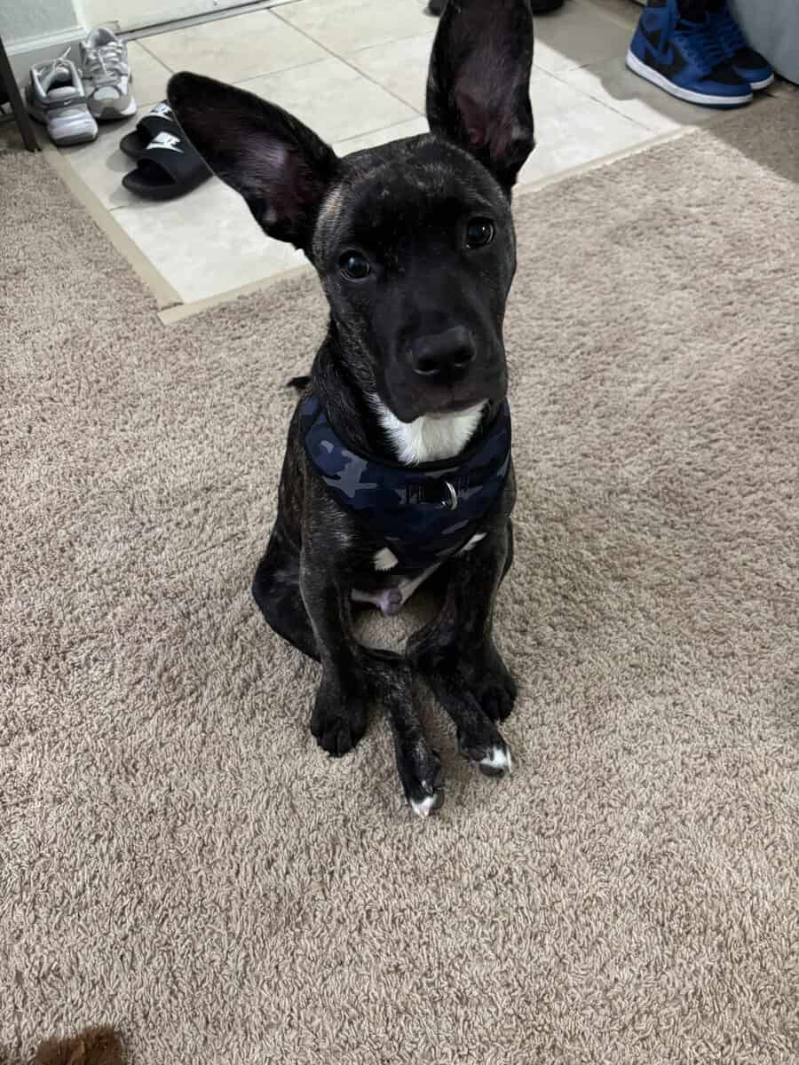 6 month old sweetheart image 3