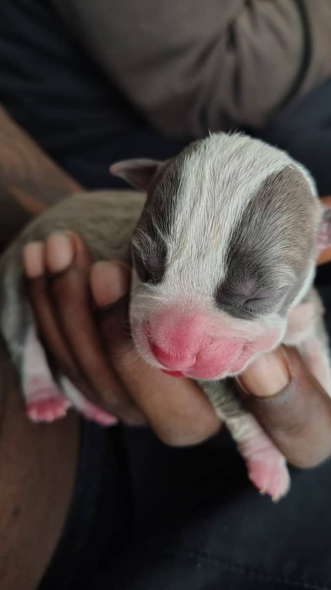 brand new bully pups born sun. 16th image 3