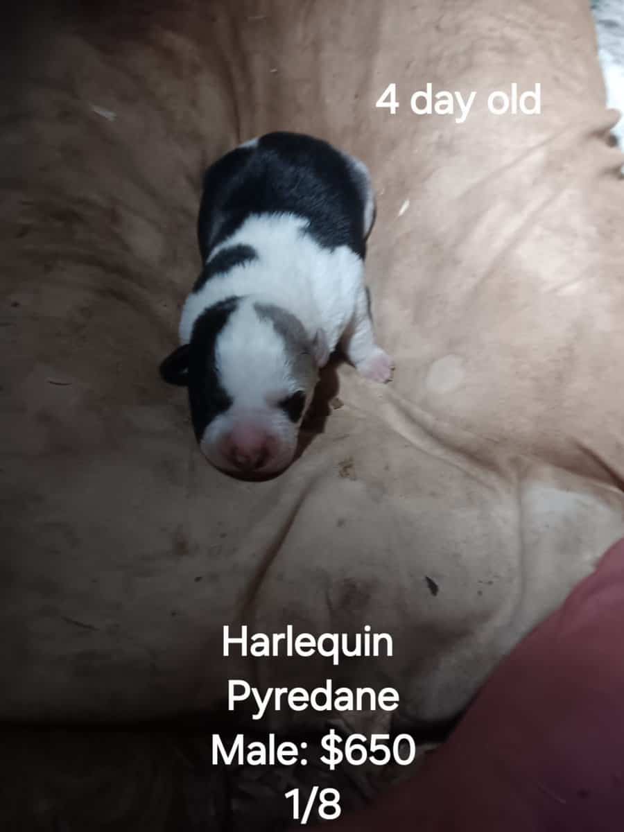 GREAT PYRE-DANE PUPPIES image 2