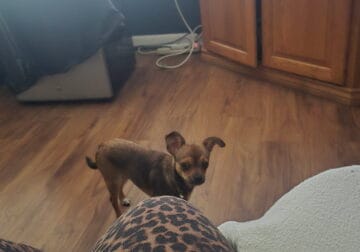 A Chihuahua not spayed ten months old