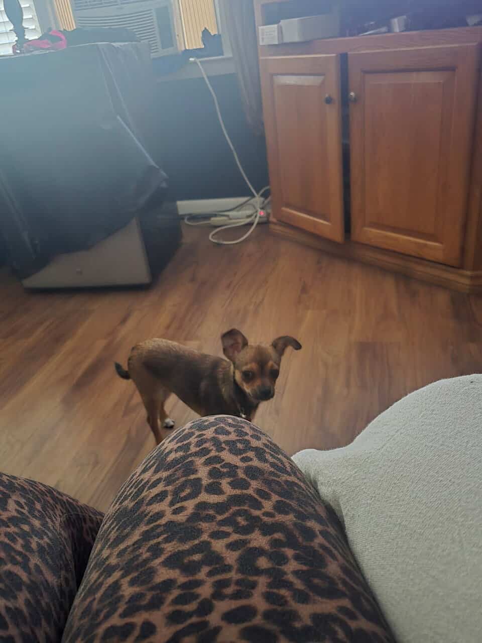 A Chihuahua not spayed ten months old image 1