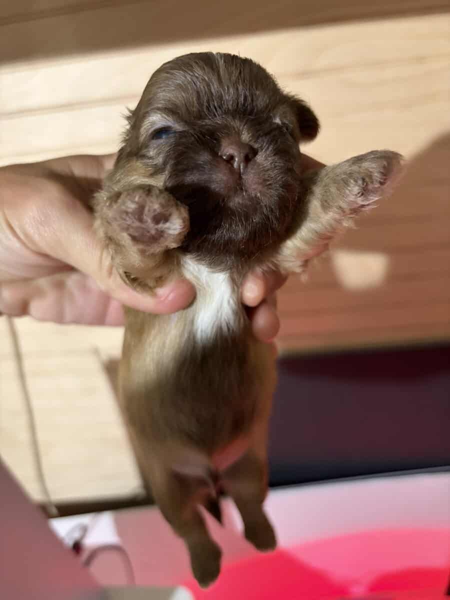 Pure shih tzu micro only one male available image 4