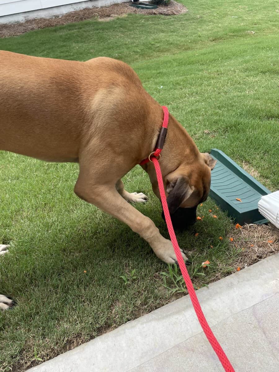 BullMastiff image 2