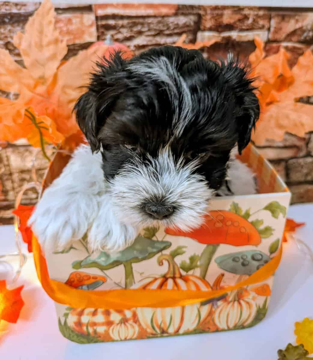 Maltipoo Puppies , Ready to Go image 10