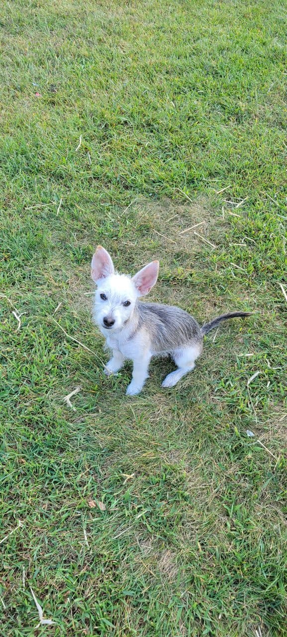 Puppy image 1