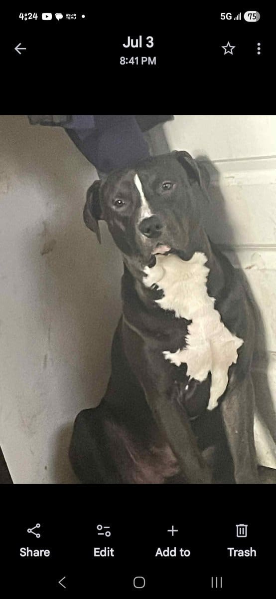 Free to good home Male Gotti Pit image 1
