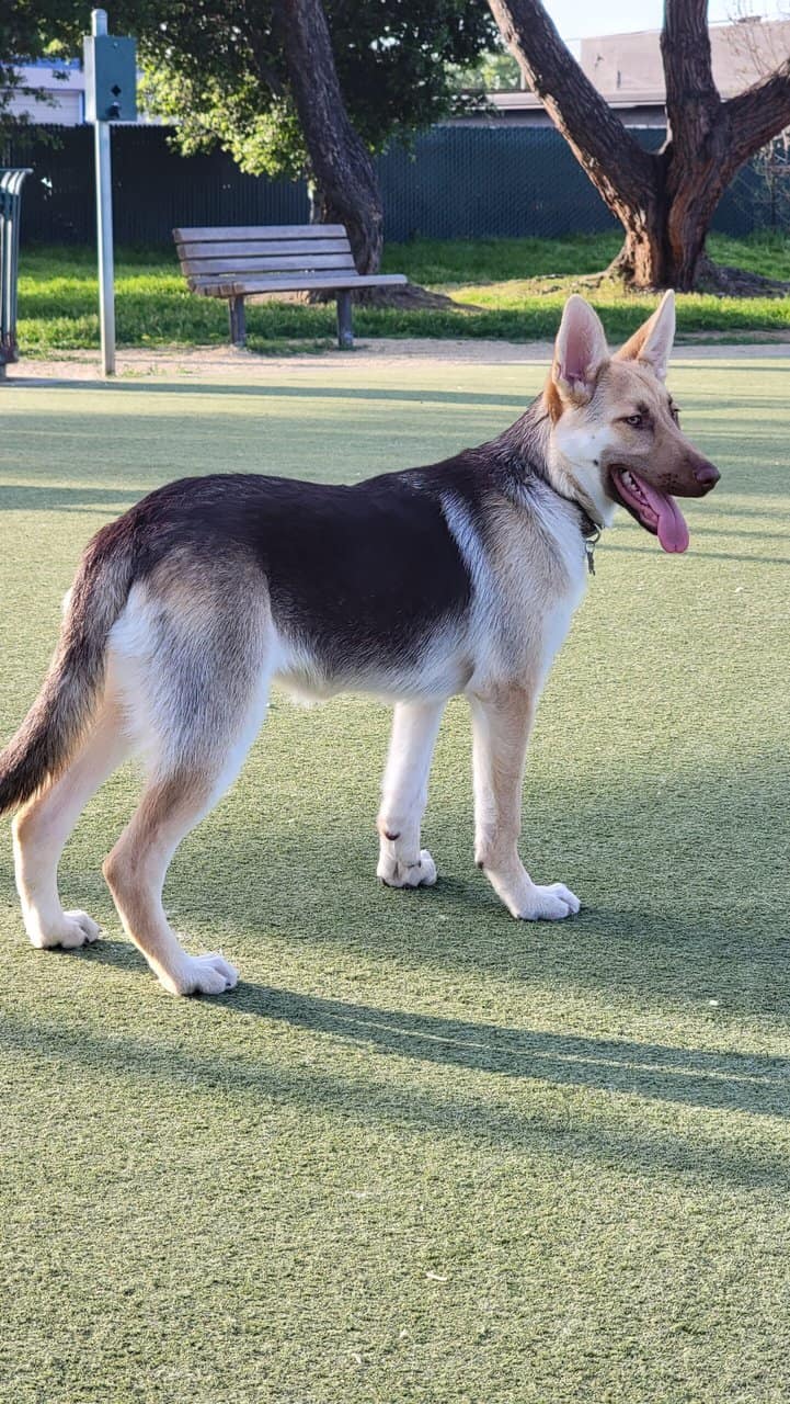 Sofia needs a forever home image 1
