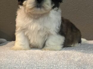 Shih Tzu puppies