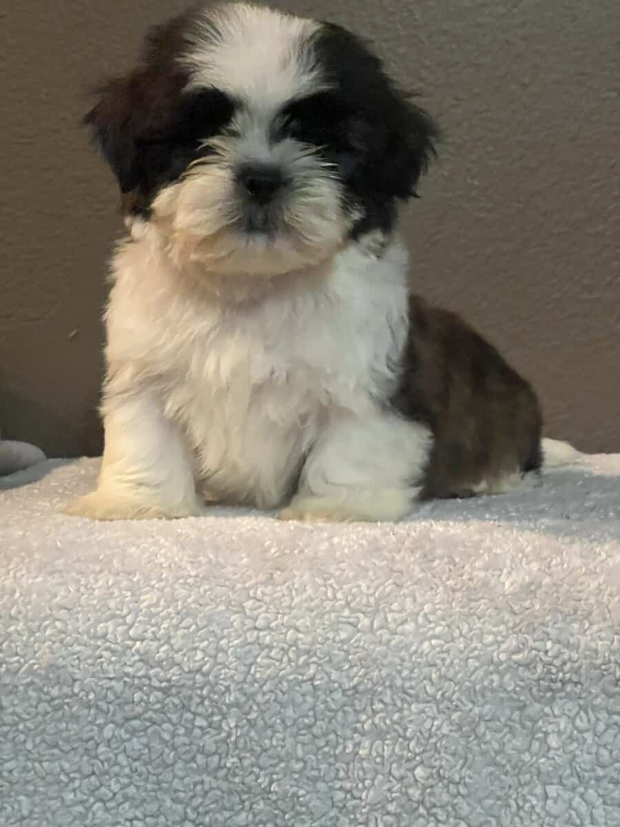 Shih Tzu puppies image 3