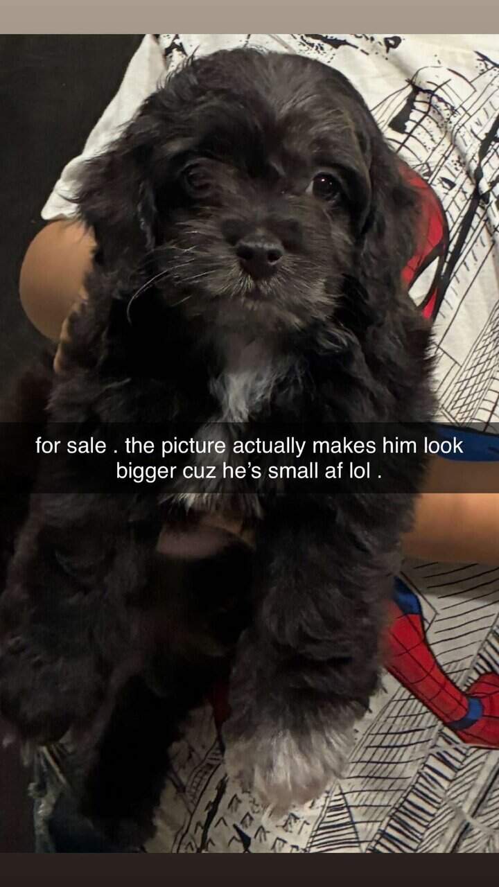 14 week old cockapoo image 2
