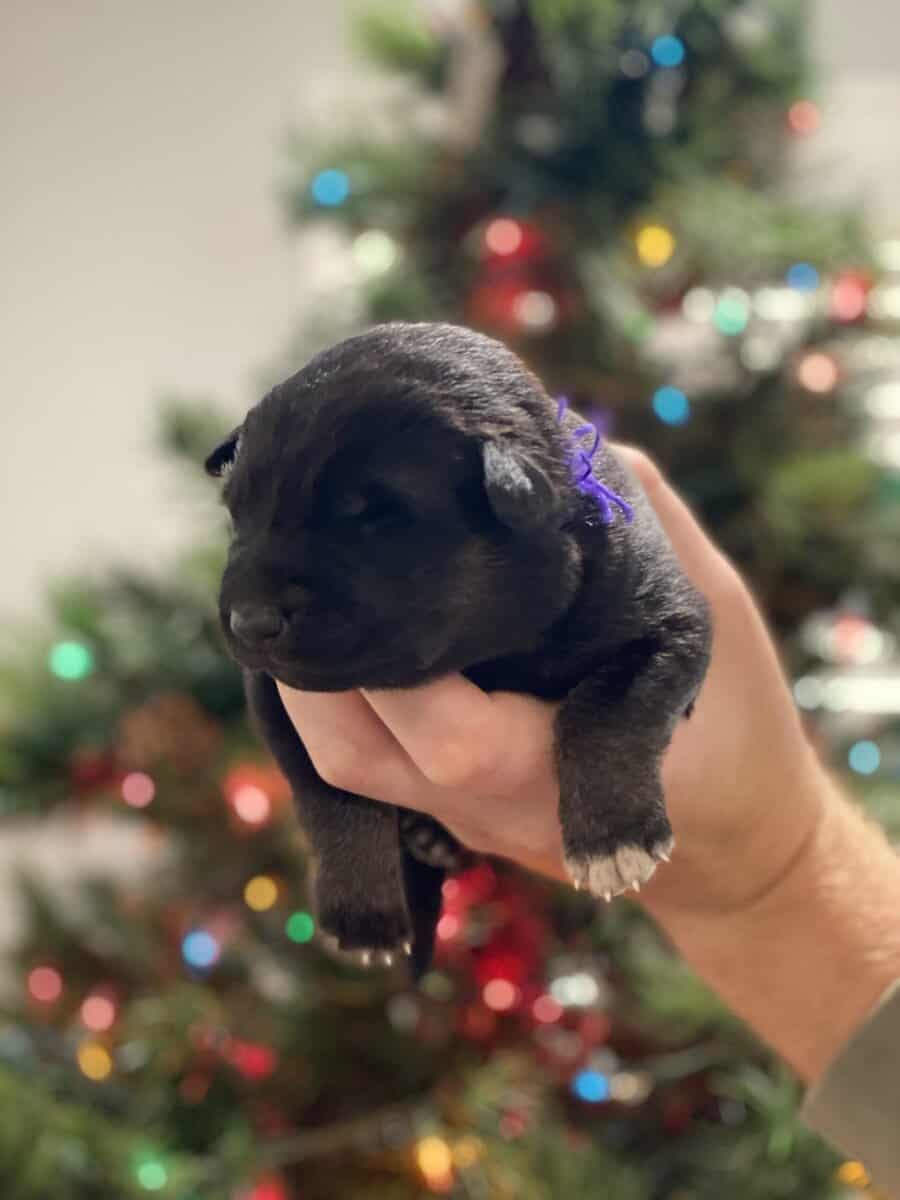 AKC Registered German Shepherd Puppies — 9 Availab image 6