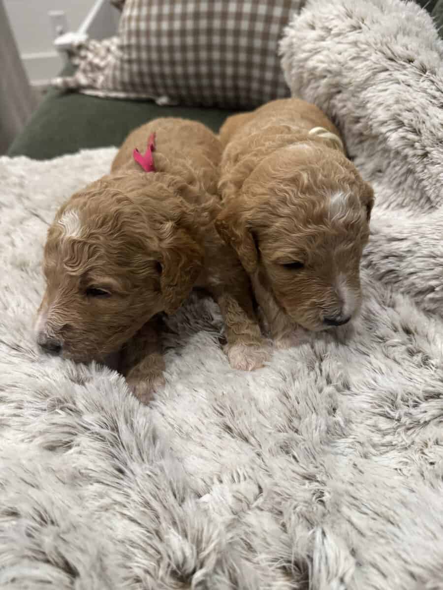 🍁 Introducing the Vintage Autumn Litter! 🍁 image 1