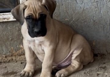 Dark Green Collar Fawn