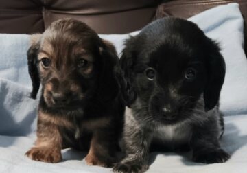 Mini Dachshunds
