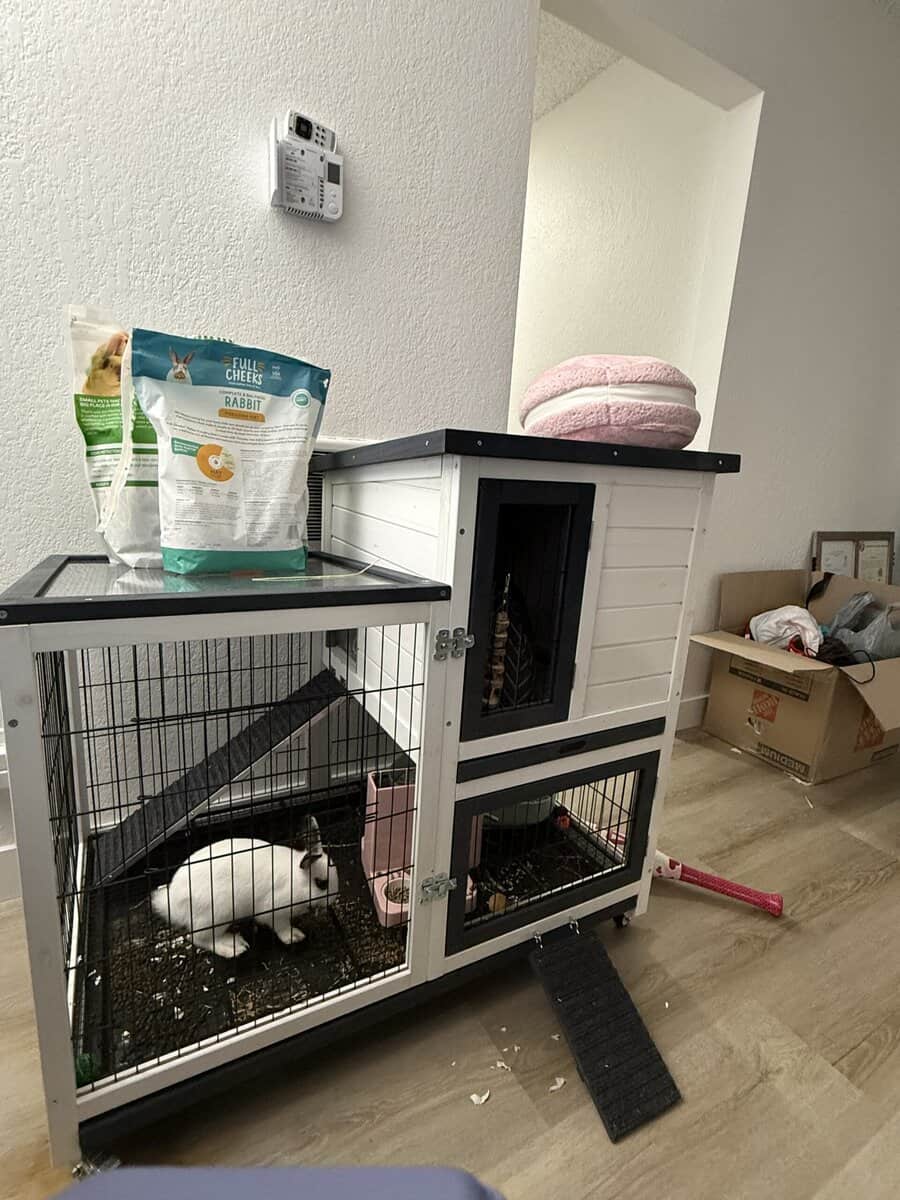 Beautiful bunny looking for a loving home image 3