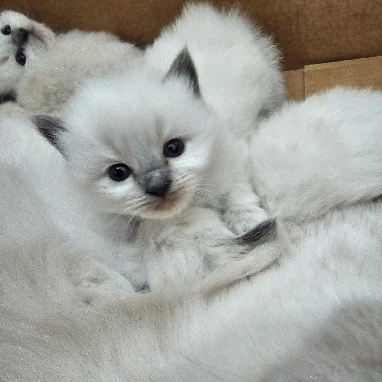 Ragdoll Kittens image 4