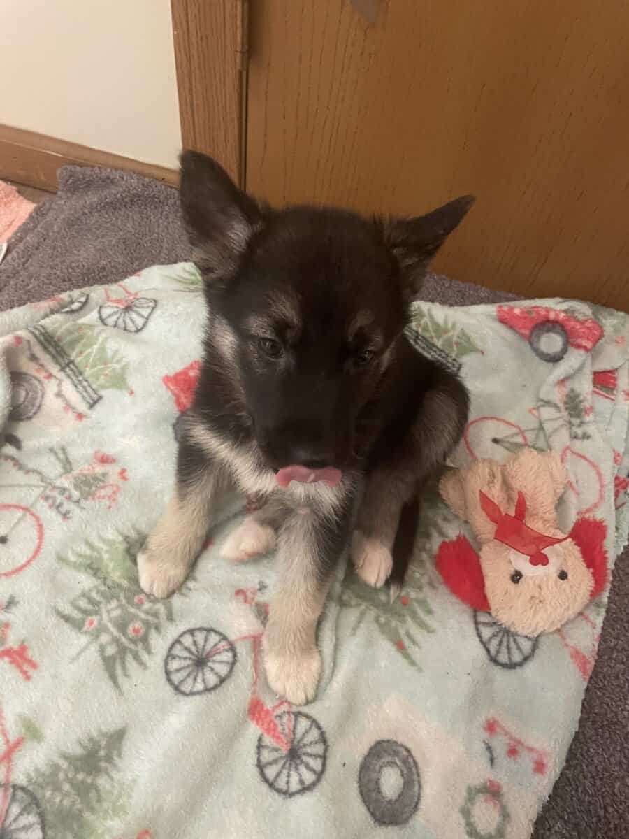 Lily playful pup image 1