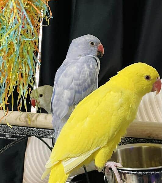 Indian Ringneck Parakeets image 3