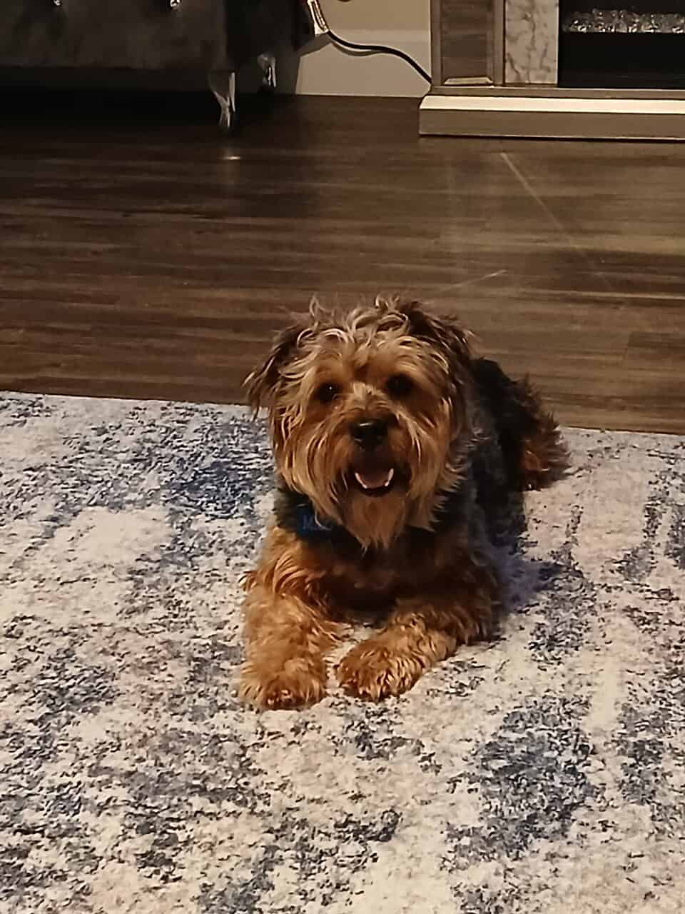 Rehoming Adorable Yorkiepoo image 1