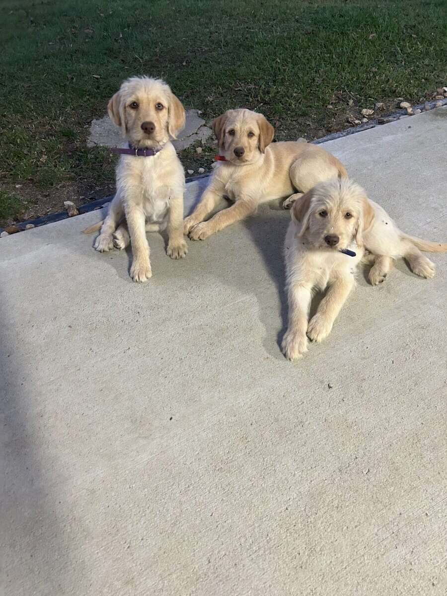 Labradoodles image 1