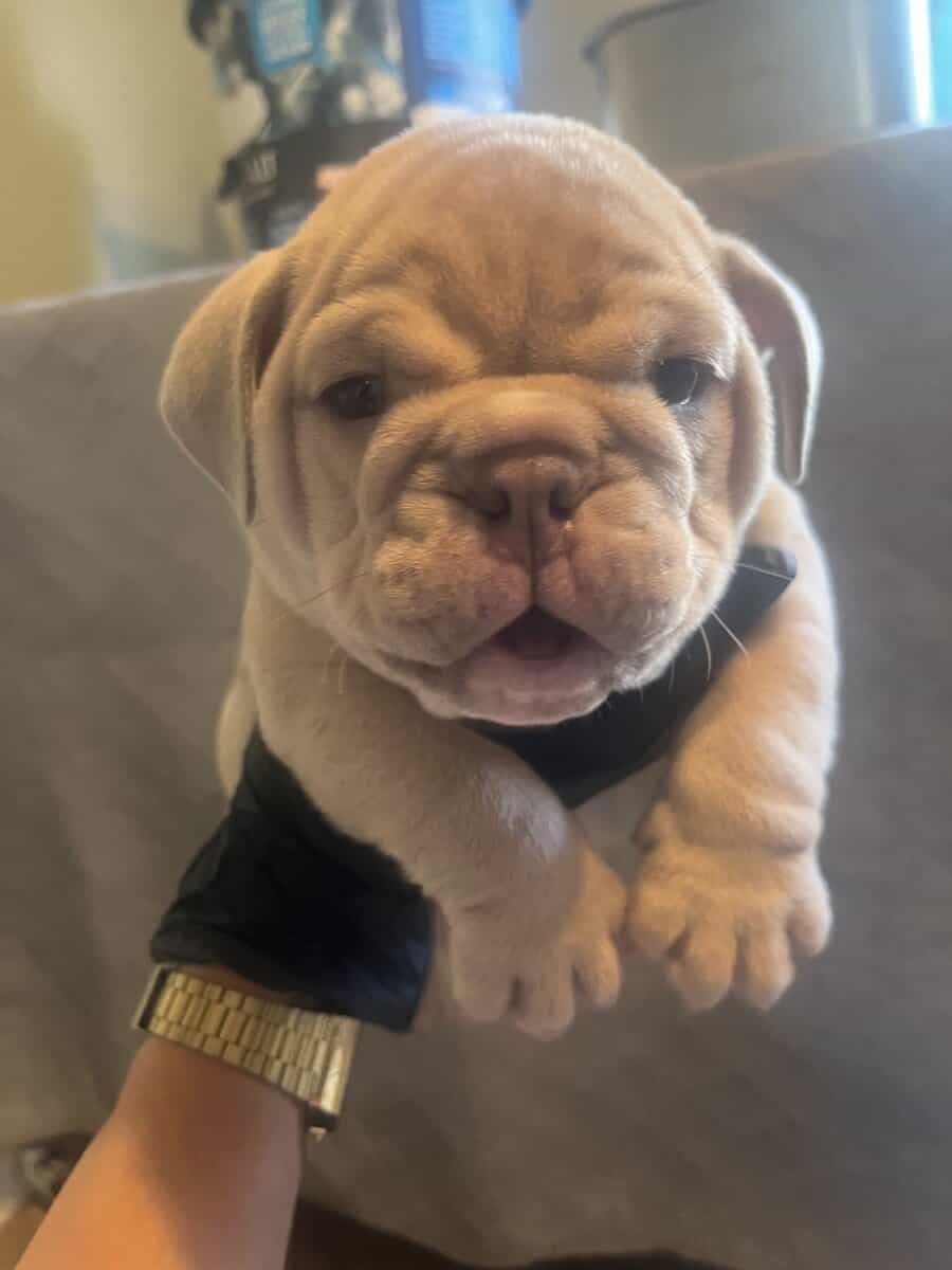 English bulldog image 2