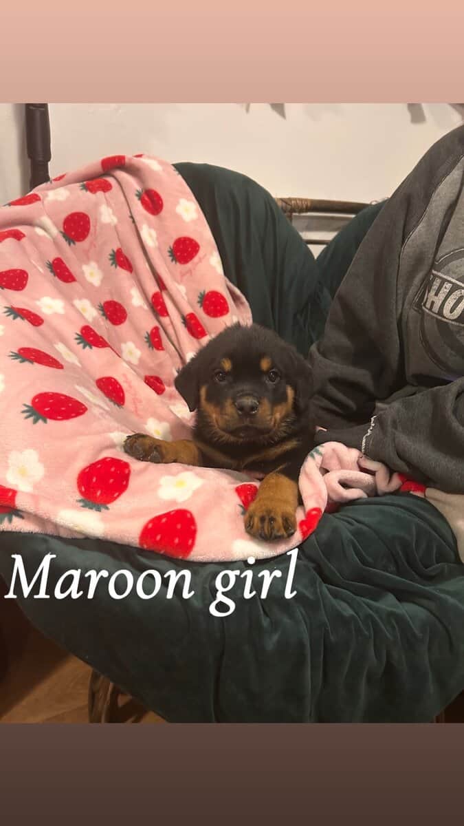 Rottweiler puppies image 1