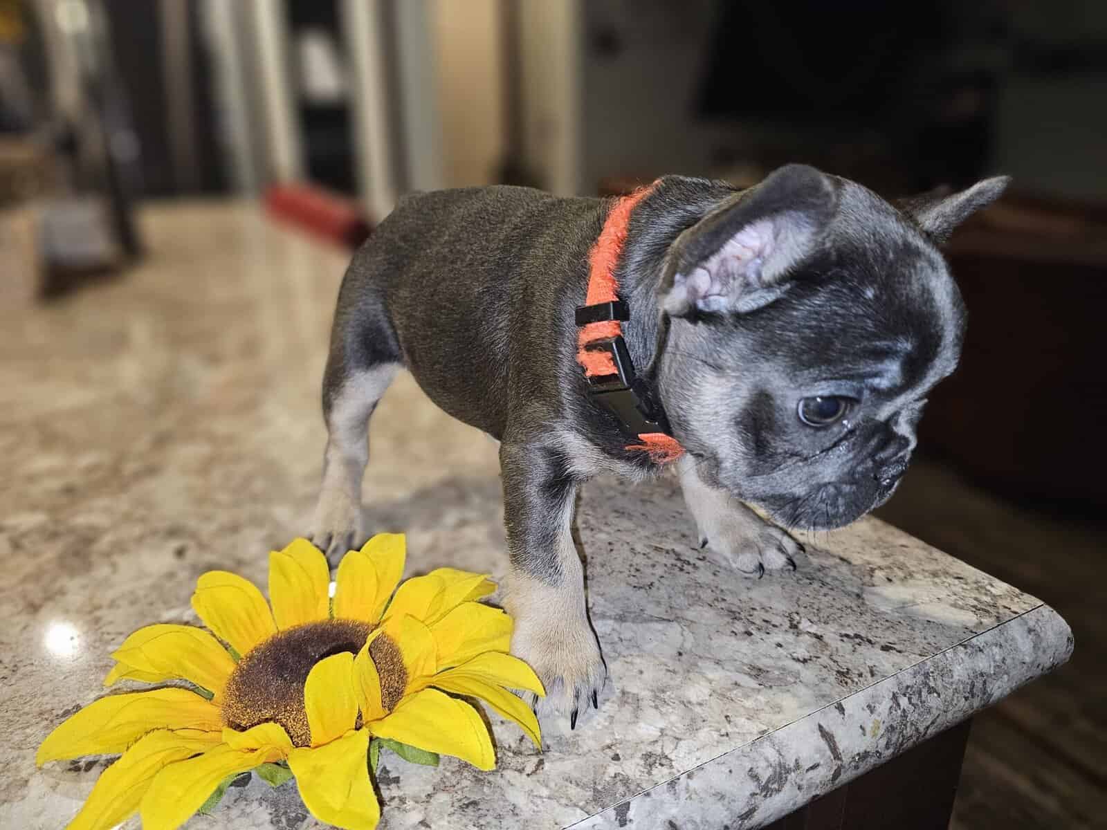 Frenchie's image 4