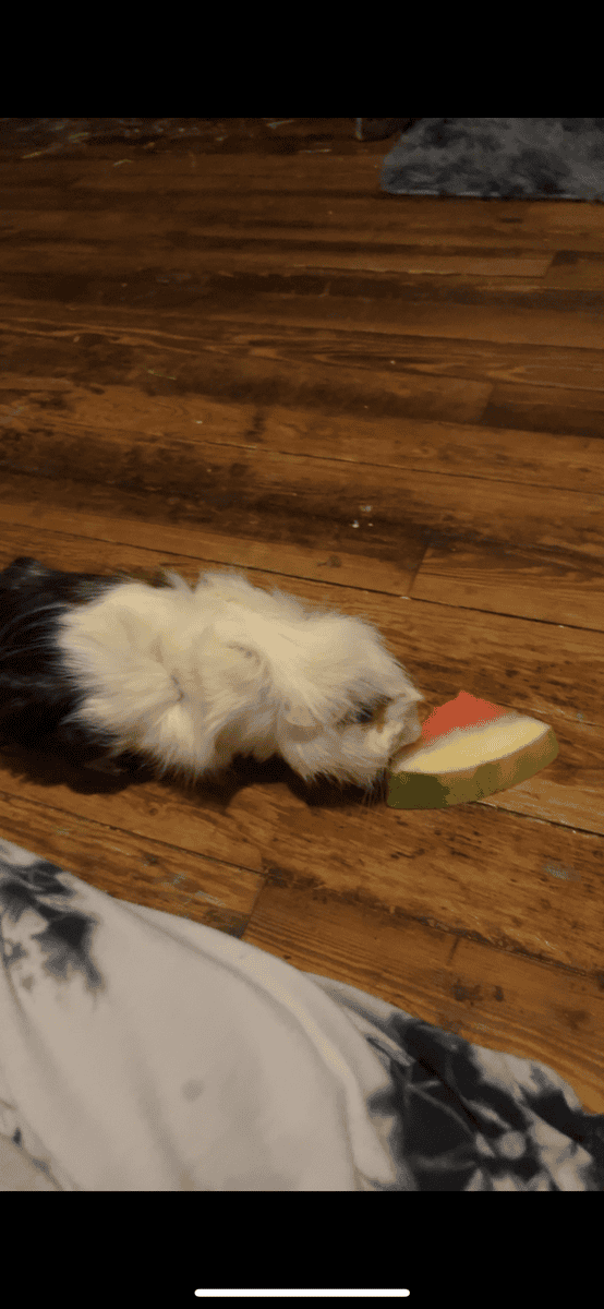Guinea pig rehoming image 5