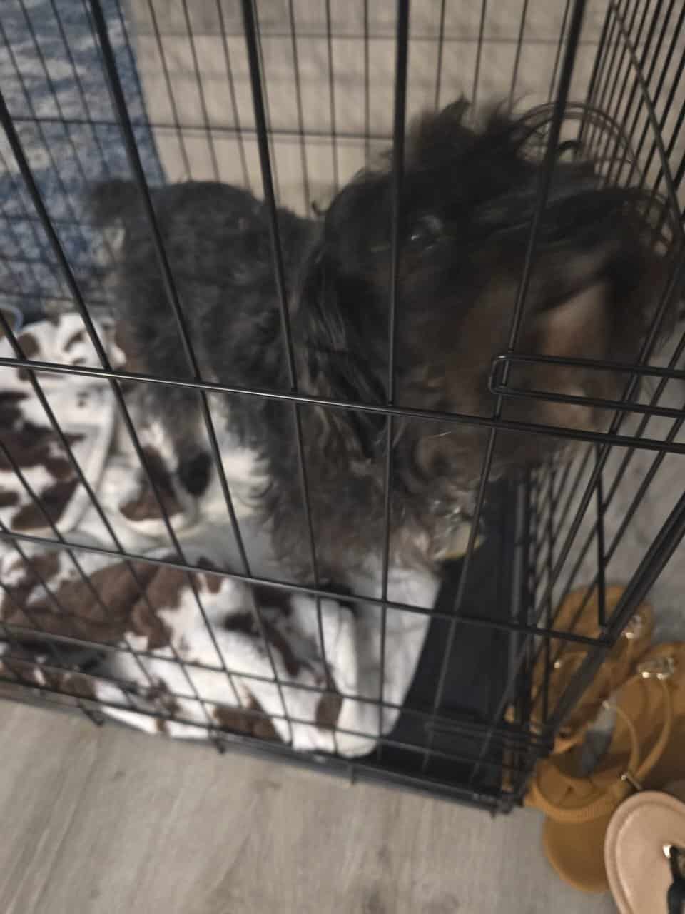 Yorkiepoo for adoption image 3