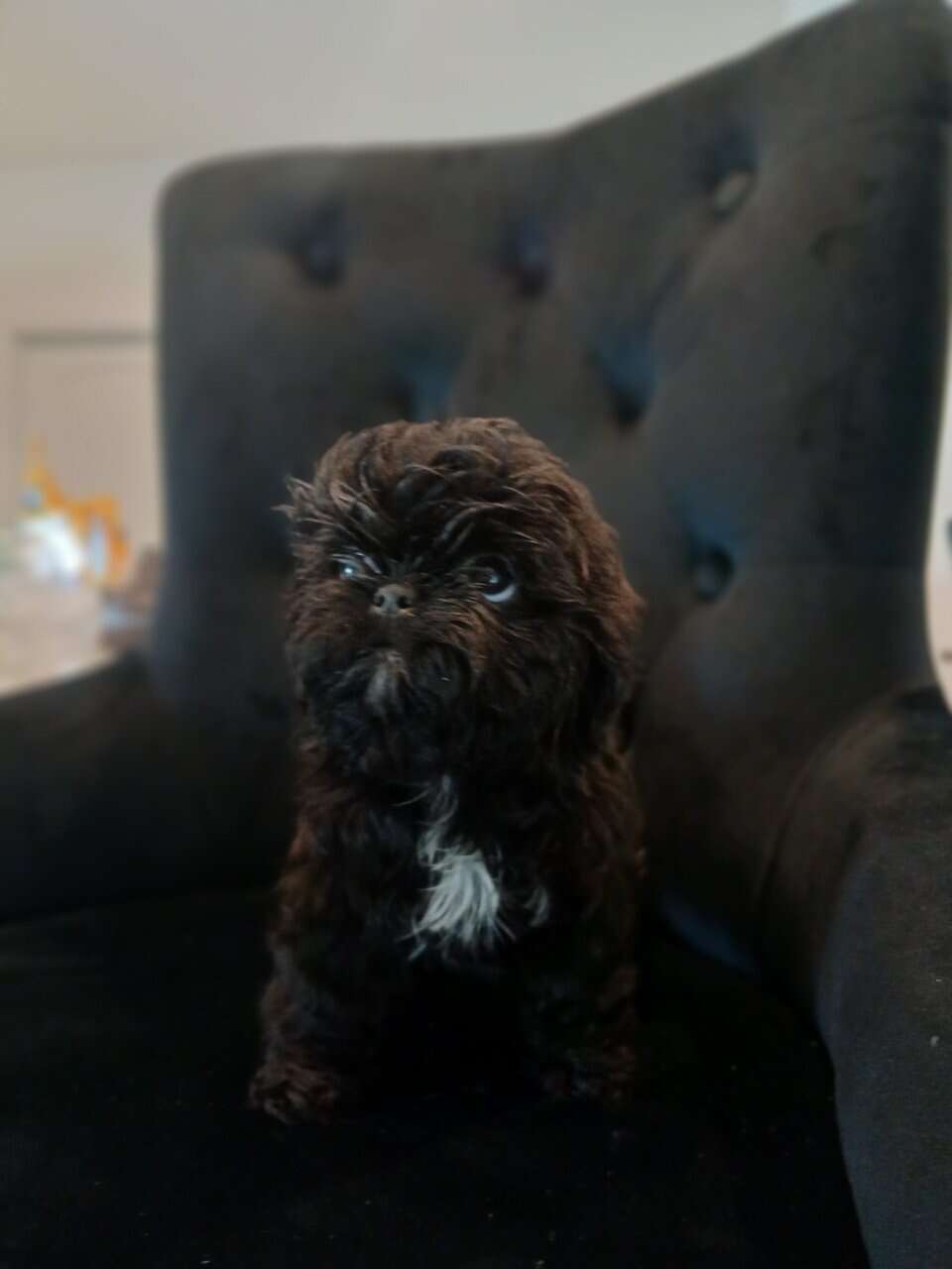 Shihtzu puppies image 3