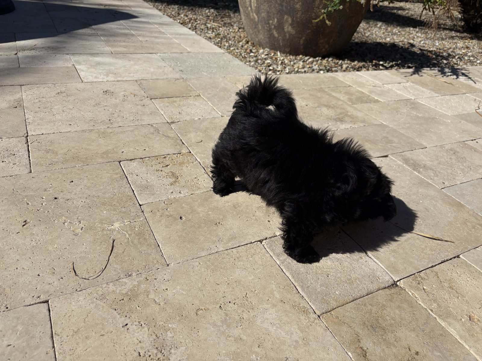 2 Boys Pure Bred Shih Tzus image 5