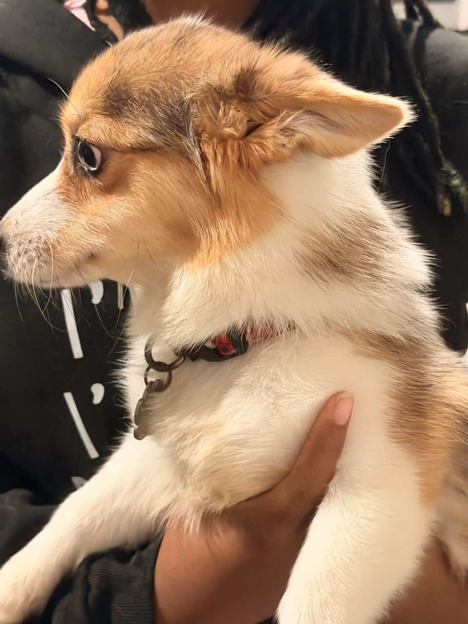 Merle corgi image 1