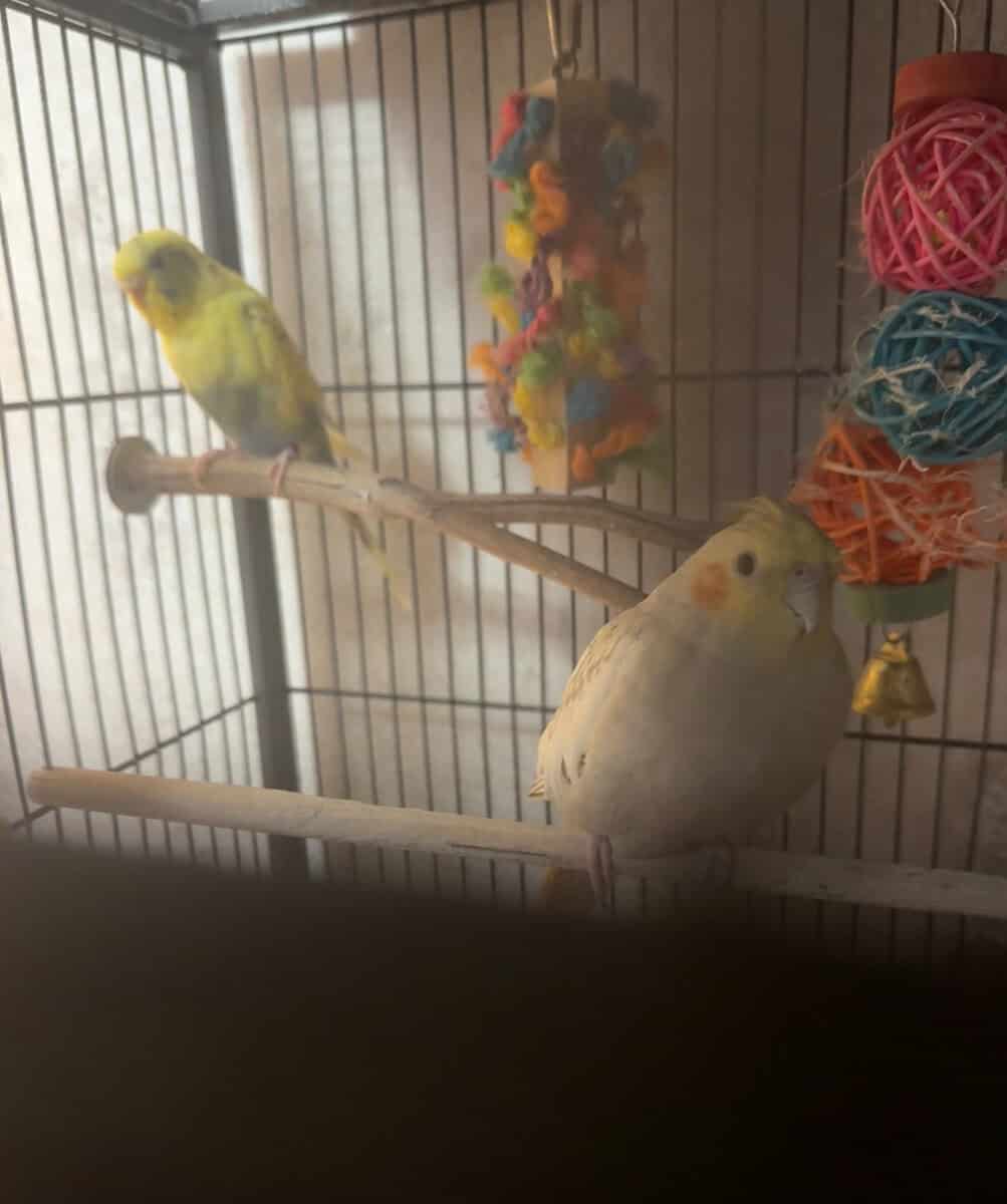 Parakeet, cockatiel, bird cage, and accessories image 1