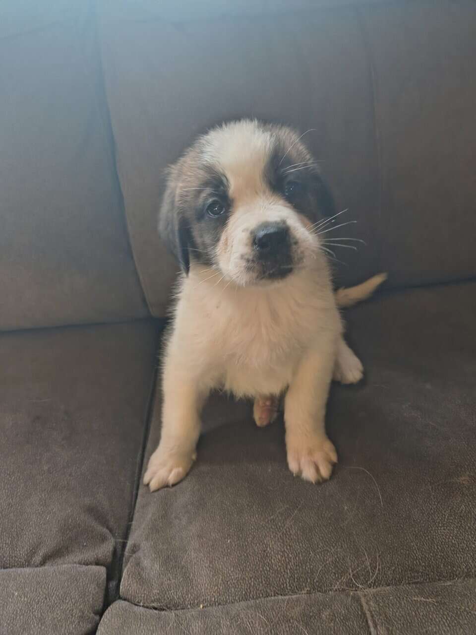 Saint Bernard puppies image 2