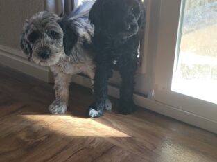 Standard poodle puppies