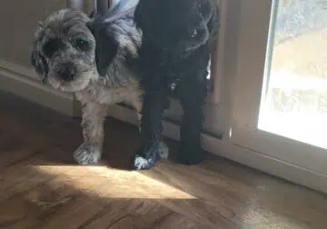 Standard poodle puppies